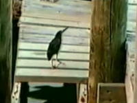 鳥さん賢すぎワロタｗｗｗパンくずを使って魚を誘き寄せる凄い鳥の映像