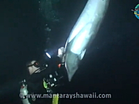 潜っていたダイバーに釣り糸が絡まったイルカが助けを求めにやって</div>
<div id=