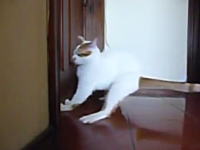 滑りやすい廊下でネコが止まりきれずにクラッシュしてしまう瞬間のスロー映像。