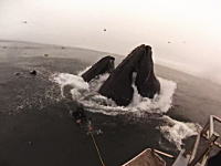 ザトウクジラの捕食シーンに近づきすぎて食われかけたダイバーさんたちの映像
