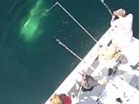 アメリカで釣り人が417kgの巨大マグロを釣り上げる。その時のビデオが公開。