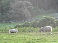 その助走はなんだったのかｗｗｗやたらソフトタッチな頭突きをする羊がカワイイ
