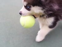お口をいっぱいに広げてテニスボールを運ぶハスキーの子犬が可愛すぎ。