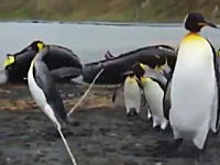 係留ロープの罠に掛かるペンギンたちが可愛すぎると人気になっているビデオ。