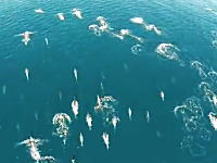 これは感動。イルカの群れを空中撮影した映像がスバラシイ。後半は大クジラ。