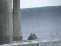 これはあかん・・・。最強に怖い津波の動画を見つけてしまった・・・。岩手県野田村