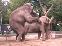 動物園で目撃された象のカップルの交尾にギャルたち大興奮。巨大ペニスに大喜び
