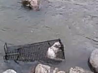 罠で捕らえたネコを川に沈める様子を生放送した動画が炎上中。これは動物虐待。