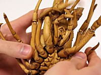 これは凄い。日本の天才がツゲを彫ってリアルすぎるエビちゃんを製作。芸術。