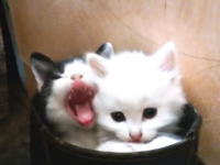なんだこの異常にカワイイ生き物(*´д｀*)ゴミ箱の中の子猫3匹に和む動画。