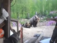 この直後に撮影者たちは熊に襲われた・・・。小熊を撮影していたら母親登場で・・・。