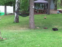 黒猫に襲われたリスのスピード。必死なリスはええ！追いかけるネコもはええ！