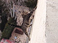 ネコの大失敗。屋上の水抜き穴から出ようとしていたネコが誤って落下してしまう。