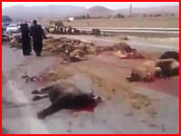 道路を歩かせていた羊の集団にトラックが突っ込んで地獄絵図に。散らばる死骸