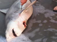 これは生きられるのかな。打ち上げられたサメの死体のお腹を切り裂いて赤ちゃんサメを取り出すビデオ。