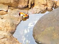 タコは水中以外でも狩りをする。水際のカニにジャンプして襲い掛かるタコ。
