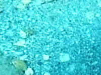 言われてみて初めて気づく動画。この海底に隠れている生き物。このカモフラージュ力は凄いわ。
