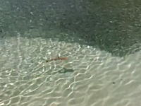 ロウニンアジの狩りカッコヨスギ！小魚を追うサメの姿を撮影していたら！？