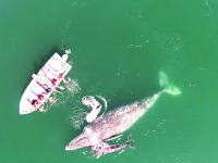 大きなクジラと遭遇した小さなボート。を上空から撮影したビデオに恐怖を覚える。