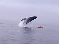 ジャンプしたザトウクジラが二人乗りのカヤックを直撃。その瞬間が撮影される。