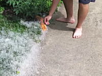 芝生に絡まり溜まったハコヤナギの綿毛に火を付けると。火遊びしたくなる動画。