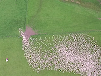 牧羊犬に追われる羊たちの動きを空撮したビデオが面白い。