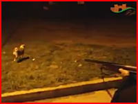警官がライフル銃で狙撃。モロッコの野良犬駆除方法がなかなか衝撃的だ。