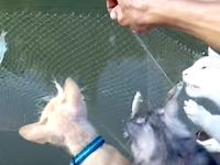 ほのぼの。飼ってるネコたちを連れて漁に出てみた動画。ネコ多いなｗｗｗ