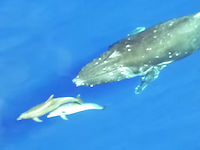 ハワイで撮影されたザトウクジラの群れとイルカたち。とウミカメとヒト。