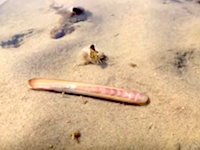 奇妙な生物図鑑。干潟や浅い海に生息する細長いマテ貝が器用に砂の中に潜る様子。
