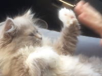 モフモフな子猫ちゃんと手合せ遊び。タッチしない方の丸めた手が可愛すぎる(*´д｀*)