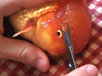金魚の手術。視力の邪魔になった大きく成長したコブ（肉瘤）をトリミングする映像。