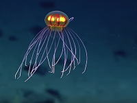 下から見ると宇宙船のよう。海底3.7キロメートルで見つかった新種のクラゲの映像。