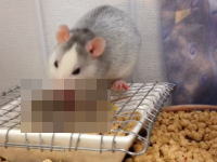 共食い。ペットのネズミが自分の赤ちゃんを食べていた動画。一応再生注意。