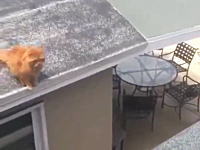 ああああああ！屋根から屋根に飛び移ろうとして失敗したネコちゃんの痛いビデオ。