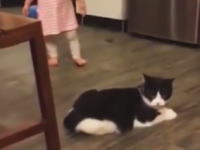 このネコｗｗｗ赤ちゃんにイタズラするネコちゃんのビデオが中国で人気に。