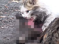 もっふもふのネコちゃんが野良犬の死肉を漁っているビデオ。ウクライナにて。