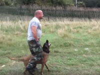 警官の動きにリンクする犬。警察犬の訓練の様子がスーパー凄い。