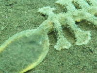 頭部をクパァして微生物をパクパク。バリの海で遭遇した奇妙な生き物の動画が話題に。