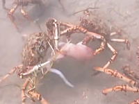海の世界こえええ(°_°)一匹のタコを奪い合いハサミで切り裂くカニの群れの映像。