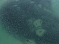 ビーチに小魚を追いこんだサメの群れを空撮したビデオがおもしろい。