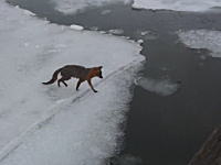 氷を踏み外して極寒の湖に落ちたキツネさんが力尽きるまでの4分間。悲しいビデオ。