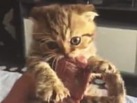 生肉のうまさを知ってしまった子猫のビデオ。可愛すぎわろたーっ！