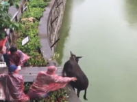 中国の動物園さん見世物として生きたロバをトラの獣舎に投入。動画に批判が集まる。