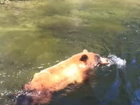 泳いで川を渡ろうとしていた熊さんが激流に飲みこまれてしまう瞬間。