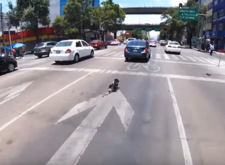 ぎゃあああ怖い。交通量の多い通りの真ん中を激走する子犬を追跡するビデオ。