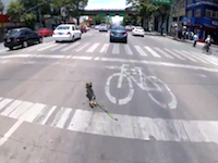 ぎゃあああ怖い。交通量の多い通りの真ん中を激走する子犬を追跡するビデオ。