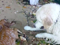 ライフガード犬。溺れていた子鹿を救助したワンちゃんのビデオ。