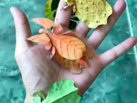 進化の過程を知りたい。すんごいカラフルな葉っぱ虫のビデオが人気になってる。