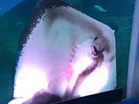 観客「きゃー！」水族館で展示中のアオリイカがエイに食べられてしまう衝撃映像。